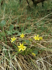 Gagea lutea