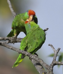 Amazona viridigenalis