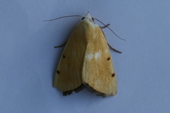 Xanthodes amata