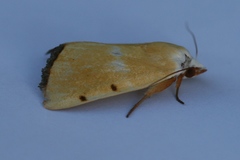 Xanthodes amata