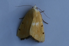 Xanthodes amata