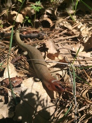 Plestiodon gilberti gilberti