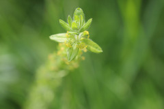 Cruciata laevipes