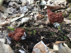 Gyromitra fastigiata