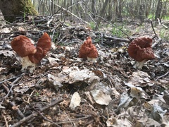 Gyromitra fastigiata