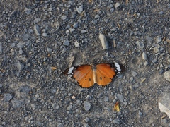Danaus chrysippus