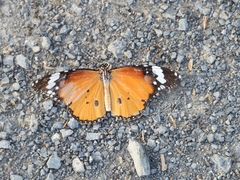 Danaus chrysippus