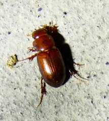 Dellacasiellus pseudofucosus