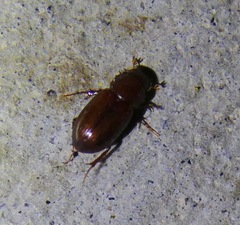 Dellacasiellus pseudofucosus