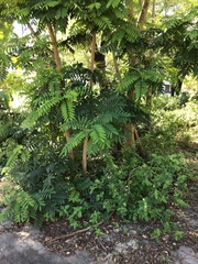 Senna siamea
