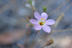 Leptosiphon ambiguus