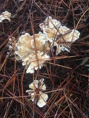 Cantharellus insignis