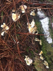 Cantharellus insignis