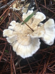 Cantharellus insignis