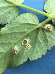 Puccinia aegopodii