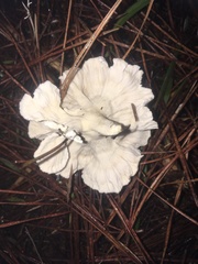 Cantharellus insignis