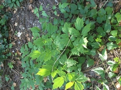Actaea spicata