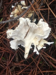 Cantharellus insignis
