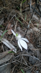 Caladenia picta