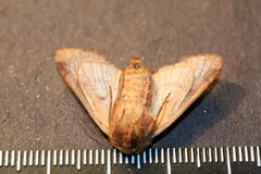 Sideridis rosea