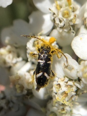 Phymatodes nitidus
