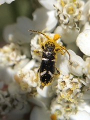 Phymatodes nitidus