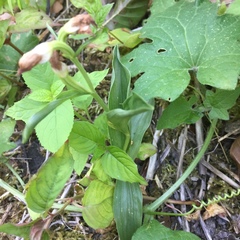 Cephalanthera damasonium