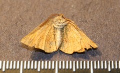 Metarranthis obfirmaria