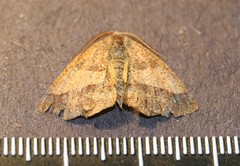 Metarranthis obfirmaria