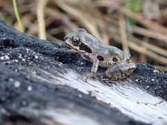 Pseudacris ornata