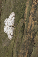Percnia suffusa