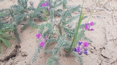 Oxytropis lanata