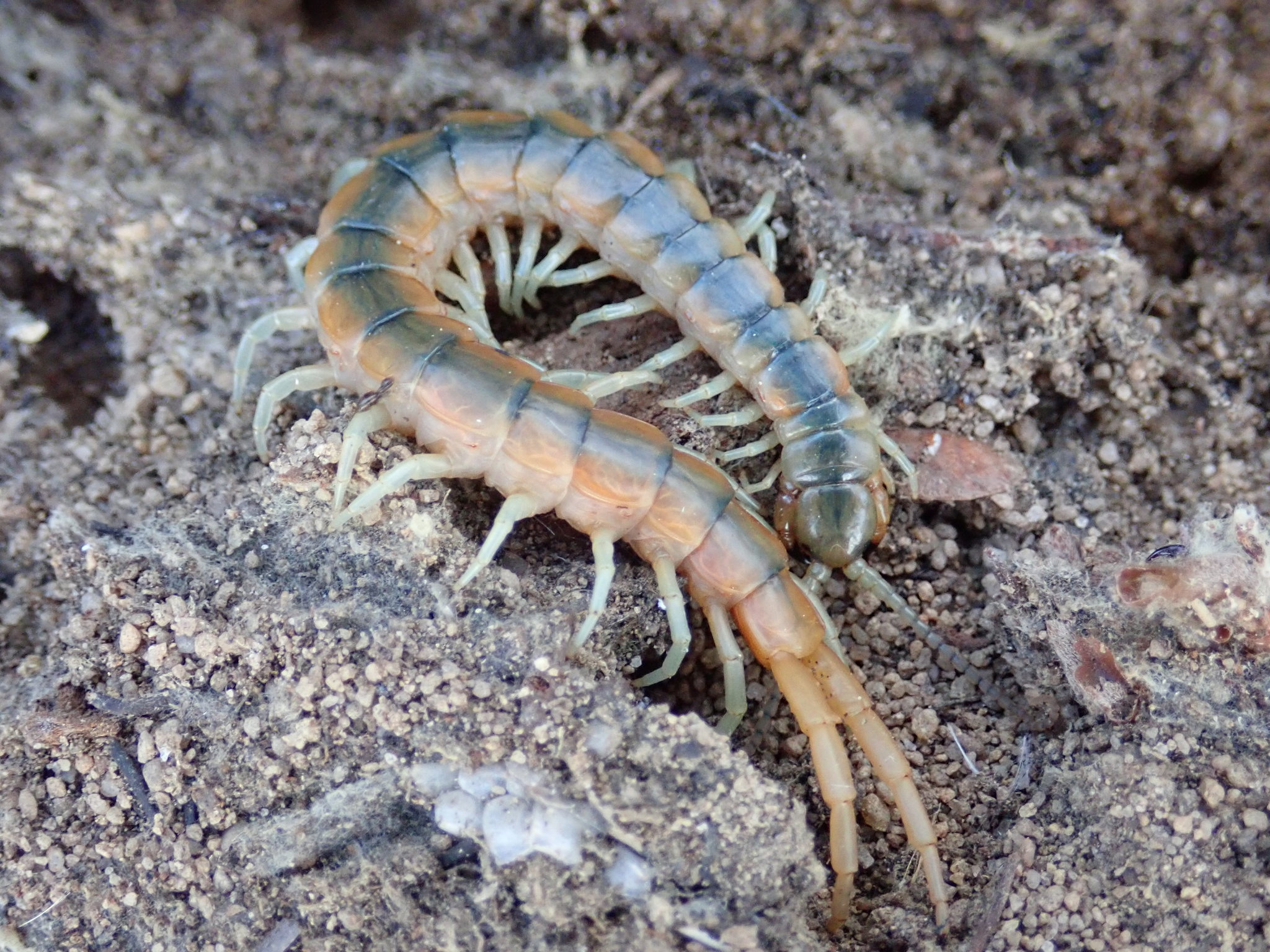 Small Centipede Florida