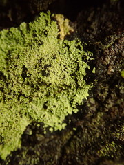 Psoromidium aleuroides