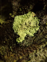 Psoromidium aleuroides