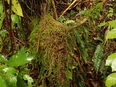 Weymouthia cochlearifolia