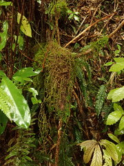 Weymouthia cochlearifolia