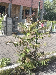 Ailanthus altissima