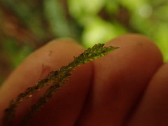 Weymouthia cochlearifolia