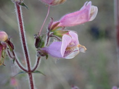 Penstemon australis