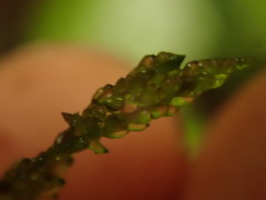 Weymouthia cochlearifolia