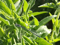 Coenagrion