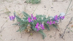 Oxytropis lanata