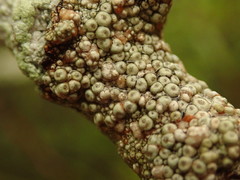 Coccotrema cucurbitula