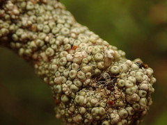 Coccotrema cucurbitula