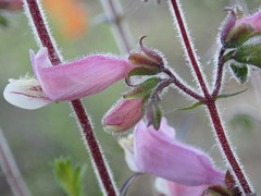 Penstemon australis