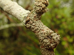 Coccotrema cucurbitula