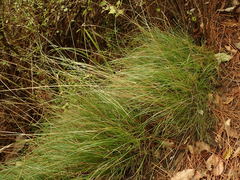 Rytidosperma racemosum