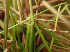 Rytidosperma racemosum