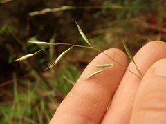 Rytidosperma racemosum